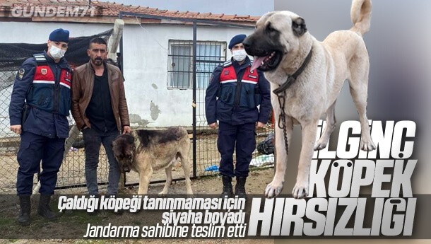 Kırıkkale’de İlginç Köpek Hırsızlığı; Çaldığı Köpeği Tanınmaması İçin Siyaha Boyadı