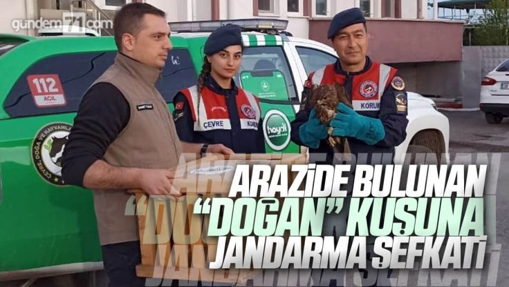 Kırıkkale’de Jandarma Tarafından Arazide Bulunan Doğan Tedavi Altına Alındı