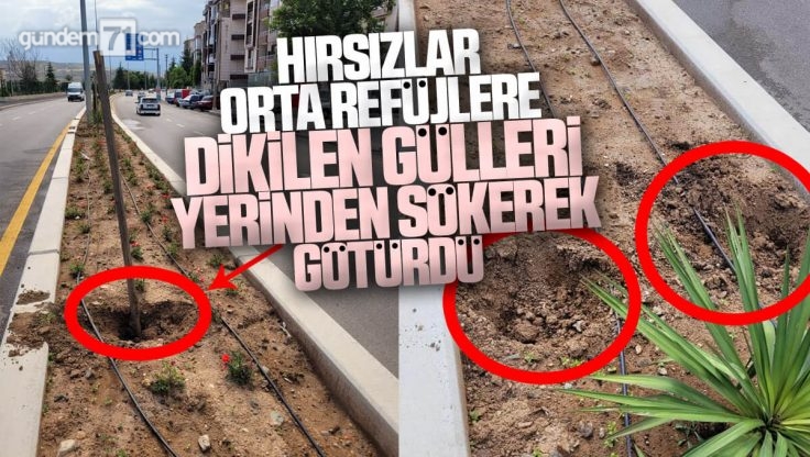 Kırıkkale Belediyesi’nin Refüjlere Diktiği Güller Yerinden Sökülerek Götürüldü