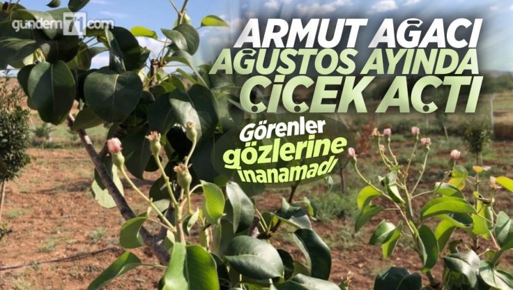 Kırıkkale’de Armut Ağacı Ağustos Ayında Çiçek Açtı