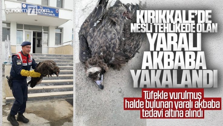 Kırıkkale’de Nesli Tükenme Tehlikesi Altında Olan Yaralı Kara Akbaba Tedavi Altına Alındı