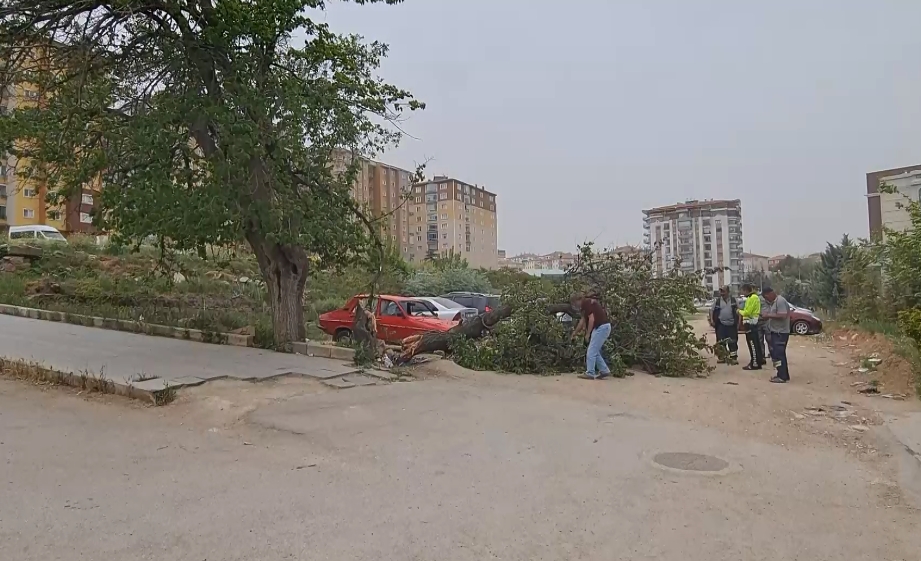 1713608728_z6 Kırıkkale'de Fırtına Etkili Oldu, Ağacı Gövdesinden Kırdı