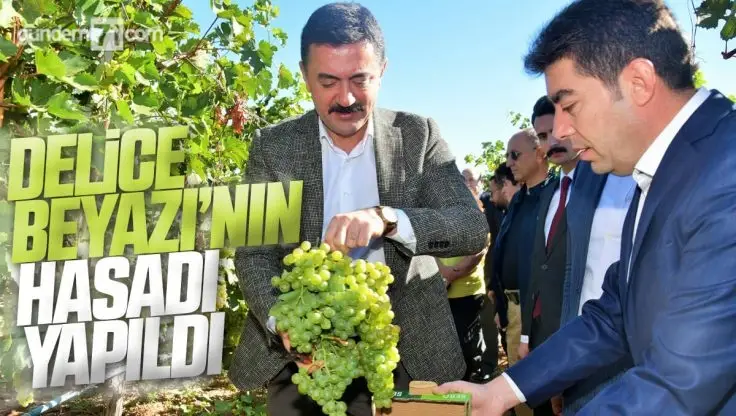Delice’de Üzüm Hasadı Yapıldı