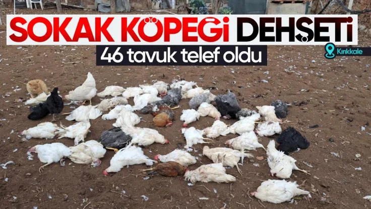 Kırıkkale’de Bağ Evinde Sokak Köpeği Dehşeti: 46 Tavuk Telef Oldu